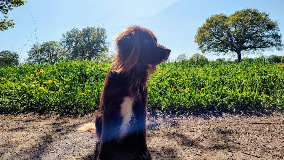 Kuddel, ein brauner Hund, sitzt in der Sonne vor einem Feld